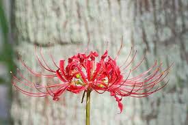 Flower Photo Red Spider Lily Aka Hurricane Lily Red Spider Lily Flower Photos Flowers