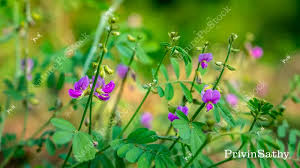 Image result for Tephrosia paniculata