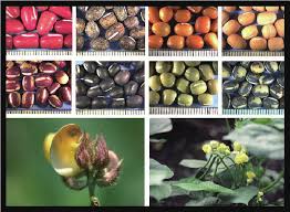 Image result for Vigna reticulata