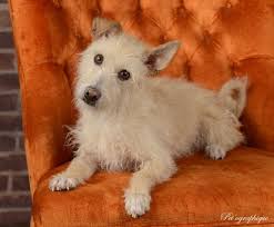 Isaac Is A Wonderfully Sweet Youngster With A Pensive Nature And He Is Eagerly Awaiting Adoption At Nevada Spca Www Nevadaspca Org