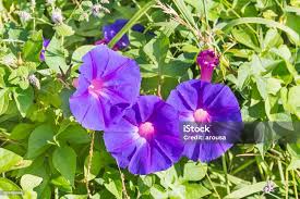 Image result for Ipomoea violacea