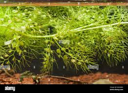 Image result for Utricularia sp.no.1