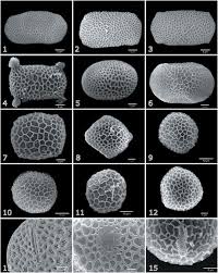 Image result for Impatiens psychadelphoides