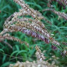 Image result for Melinis longiseta