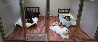 The Green Leaf Pet Resort Hotel Is Now Built And Ready To Provide A Luxurious Experience For You And Your Dog A Beautiful Res Pet Resort Dog Hotel Pet Hotel