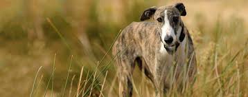 Browse Dog Friendly Activities That Will Provide Mental Stimulation To Your Dog And Help You Bond Break Your Routine And Find Greyhound Weiner Dog Dog Friends