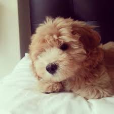 Moodle Maltipoo Myoodle My Oodle Oodle Doodle Dog Poodle Poodle Mix Poodle Hybrid Via Myoodle Com Cute Puppies Puppies Animal Lover