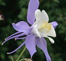 Pin On Flowers