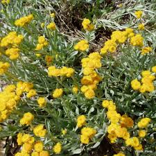 Image result for Vincetoxicum apiculatum