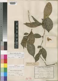 Image result for Sclerochiton hirsutus