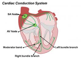 Blood vessels labeled simple : Cardiovascular System Heart Histology Embryology