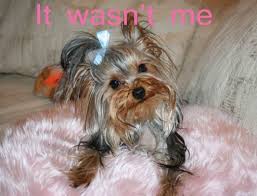 images?q=tbn:ANd9GcQanvQqCheNG2UPUNdiu9QxpU3xnD6Fwuv-Wznc1fqjxtBRSVaICw