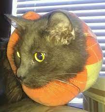 My Diy Improv For A Kitty E Collar Tube Sock Full Of Plastic Bags Attatched To Collar With Rubber Bands Would Be Even Better W Cat Diy Dog Projects Cats