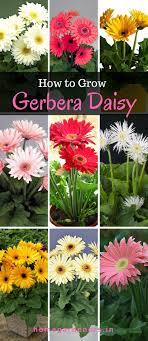 Gerbera Daisy Guide The Only Gerbera Daisy Resources You Will Ever Need Gerbera Plant Gerbera Daisy Care Gerbera Flower