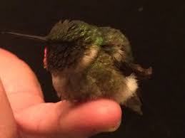 Best places to buy hummingbird flowers. Every Year This Hummingbird Comes Back To The Man Who Saved Him