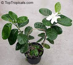 Pin On Plant Lust