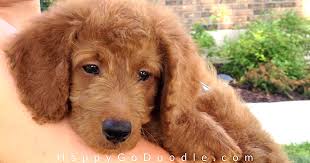 The newfypoo is a cross between the newfoundland and poodle. The Goldendoodle Puppy Coat Transition What You Need To Know Happy Go Doodle