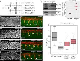 Stop codon-proximal 3′UTR introns in vertebrates can elicit EJC-dependent  Nonsense-Mediated mRNA Decay