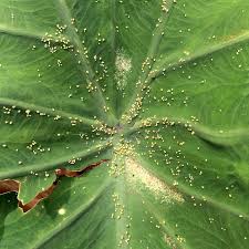 We did not find results for: How To Get Rid Of Red Spider Mites Proven Diy Remedies Bugwiz