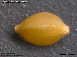 Image result for Cyperus ajax