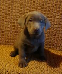 We have 40 years of experience hunting with sporting dogs, exclusively with the versatile labrador retriever for the past 22 years. Available Labrador Puppies Akc Registered Breeder Humphrey Labs