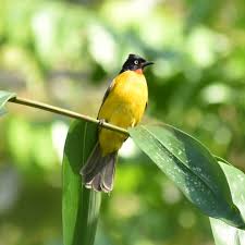 Perlu anda ketahui jenis burung trucukan. Download Suara Burung Kutilang Emas Rajin Ngoceh Dan Gacor Abahtani