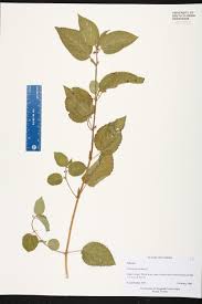 Image result for Corchorus aestuans