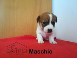 Cuccioli jack russel del pelo ? Jack Russell Terrier Cani Piemonte Annunci Animali Trovacuccioli Com Gratis Cani Gatti