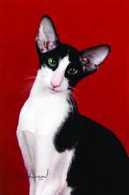 Pin On Cat Breeds And Species At The Great Cat