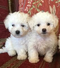 When you're looking for the best cavachon puppies for sale, come to prairie hill puppies. Bolognese Puppies For Sale Dallas Tx Bolognese Puppies Puppies Cute Animals
