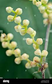 Image result for Polystachya cultriformis