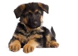 A more expensive german shepherd puppy is often also a healthier puppy. German Shepherd Puppy Checklist Chew Toys Bed Crate Collar And Leash