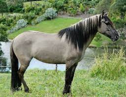 Das mustang pferd gilt als wildpferd, das sich in teilen der usa in der wildnis frei bewegt. Willowvale Spanish Mustangs Mustang Pferd Wildpferde Pferde