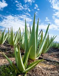 Image result for Aloe barendii