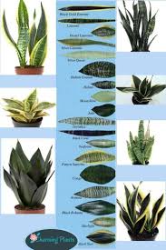 They grow more quickly in brighter light, but strong direct sunlight burns leaves, especially when plants are outdoors. Snake Plant Care 5 Amazing Benefits Of Sansevieria Sansevieria Plant Foliage Plants Snake Plant Care