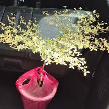 Image result for Terminalia trichopoda