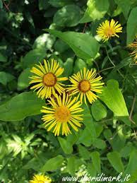 Alcuni fiori spontanei di primavera nei prati lungo il fiume isonzo (go) italia. Fiori Gialli Spontanei Primaverili