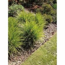 Liriope is very adaptable and can thrive in poor soils and dry conditions. Lomandra Lime Tuff Grasses Mitre 10