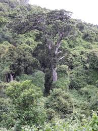 Image result for Afrocarpus