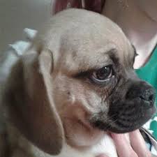 We have gorgeous, micro and teacup puppies for sale now. Orlando Fl Pug Meet Puggle Orlando Chapter A Dog For Adoption Dog Adoption Dog Life Kitten Adoption