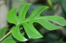 Daun akan berukuran lebih panjang jika berada pada batang bagian atas, begitu sebaliknya. Daun Ekor Naga Kemasan 2 Kg Lazada Indonesia