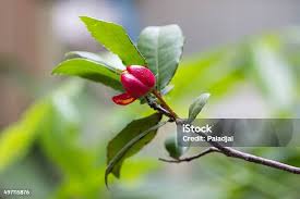 Image result for Ochna kirkii