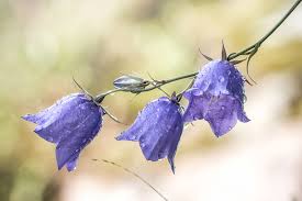 Campanula rapunculus, common name rampion bellflower, rampion, rover bellflower, or rapunzel, is a species of bellflower (campanula) in the family campanulaceae. Winterharte Glockenblumen Arten Im Uberblick Plantura