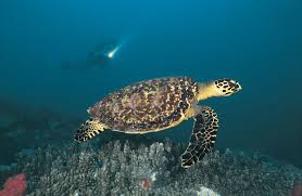 Life span 50 years or less. Hawksbill Turtle Britannica