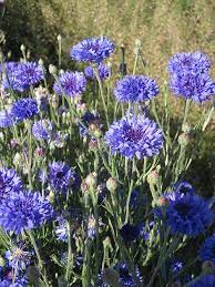 Cornflower Bachelor S Button Ernst Conservation Seeds