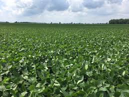 We did not find results for: Soybean School Growing Soys For Dairy Forage Realagriculture