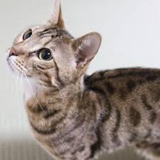 Indian creek bengals is proudly celebrating 17 years of outstanding service! Pictures And Facts About Bengal Cats And Kittens