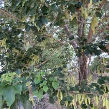 Image result for Dalbergia sissoo