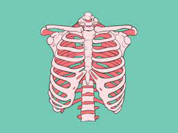 Bubble Gum Ribs Skeleton Drawings Rib Cage Drawing Anatomy Art