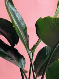 Bird Of Paradise Houseplant Care Bird Of Paradise And Their Splits La Residence Plant Care Tips And More Birds Of Paradise Plant Paradise Plant Plants